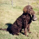 Curly Coated Retriever