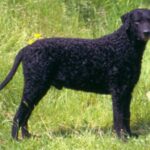 Curly Coated Retriever