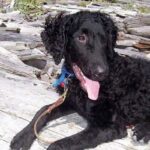 Curly Coated Retriever