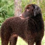 Curly Coated Retriever