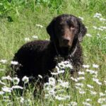 Curly Coated Retriever