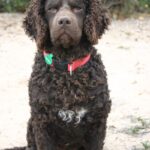 Curly Coated Retriever