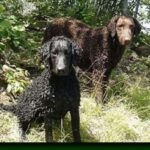Curly Coated Retriever