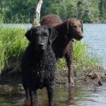 Curly Coated Retriever