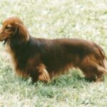 Dachshund