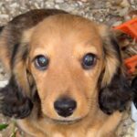 Dachshund