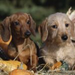 Dachshund