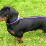 Dachshund