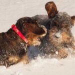 Dachshund