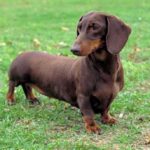 Dachshund