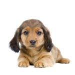 Dachshund