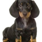 Dachshund