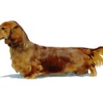 Dachshund