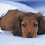 Dachshund