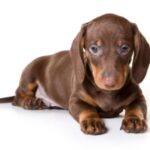 Dachshund