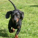Dachshund