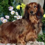 Dachshund