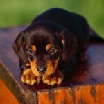 Dachshund