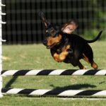 Dachshund