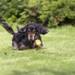 Dachshund