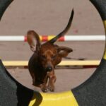 Dachshund