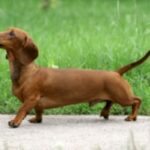 Dachshund