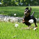 Dachshund