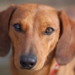 Dachshund