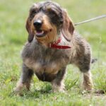 Dachshund
