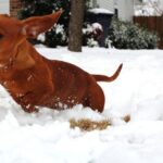 Dachshund