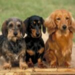 Dachshund