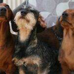 Dachshund