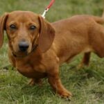Dachshund
