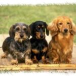 Dachshund