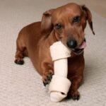 Dachshund