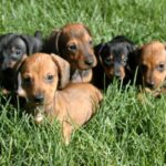 Dachshund