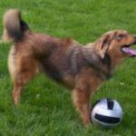 Dakotah Shepherd