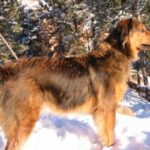 Dakotah Shepherd