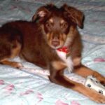 Dakotah Shepherd