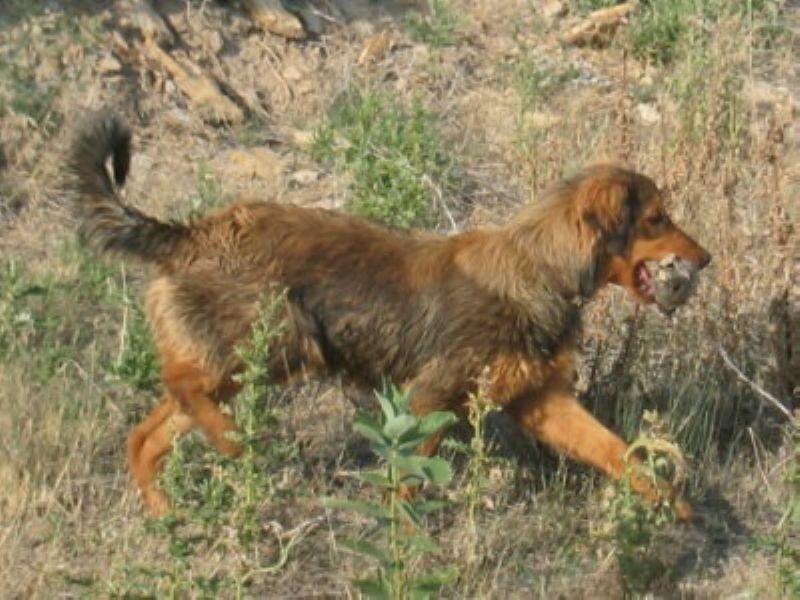 Dakotah Shepherd
