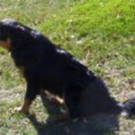 Dakotah Shepherd