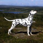 Nåtidens mestvinnende dalmatiner, INT ENG CH Bell-A-Mirs Elegant Envoy. Kennel Spotnik. Foto: Helle Hie