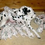 Mor med valper fra Kennel Spotnik. Foto: Helle Hie