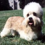 Dandie Dinmont Terrier