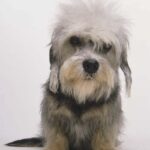 Dandie Dinmont Terrier