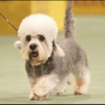 Dandie Dinmont Terrier