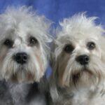 Dandie Dinmont Terrier
