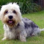 Dandie Dinmont Terrier