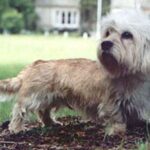 Dandie Dinmont Terrier