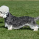 Dandie Dinmont Terrier